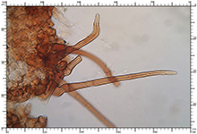Genea hispidula